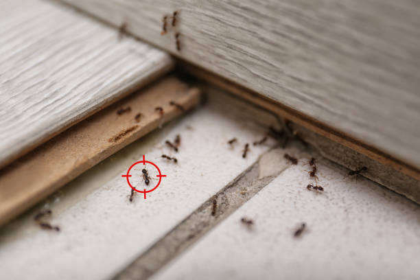 Best Pest Prevention Services  in Salisbury, MD