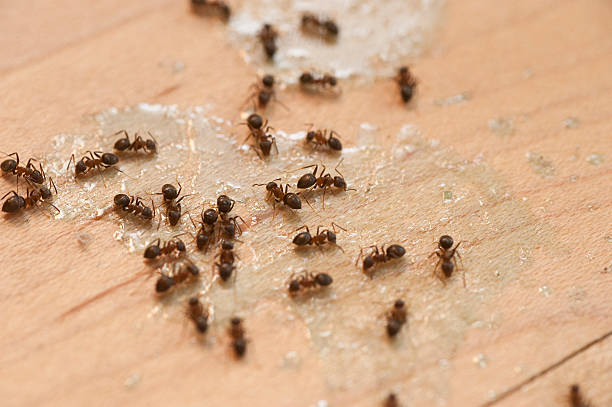Best Cockroach Control Services  in Salisbury, MD